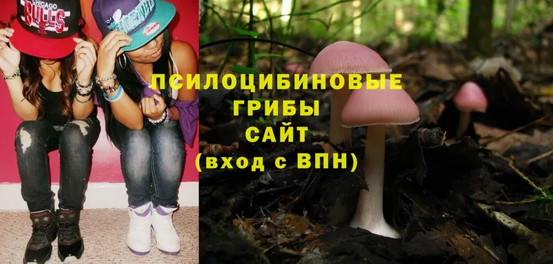 Галлюциногенные грибы Psilocybe  как найти   Киржач 